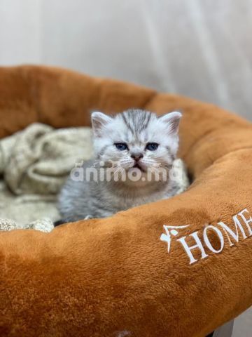 Animo - Straight et Scottish fold