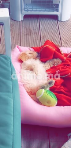 Animo - Vendre bichon avec toutes accessoires