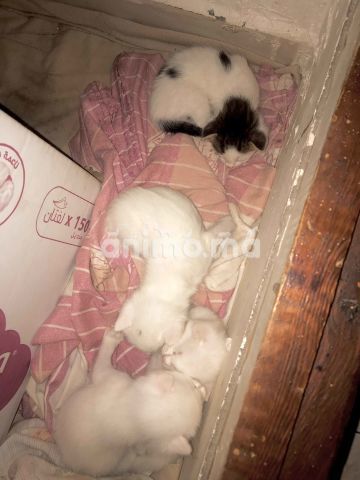 Animo - Petits Chats à adopter