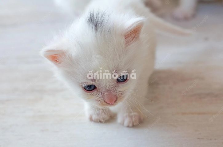 Animo - Petits chats blancs à adopter