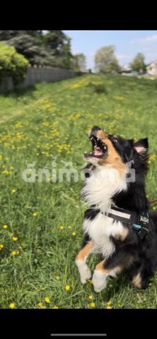Animo - Berger australien mâle