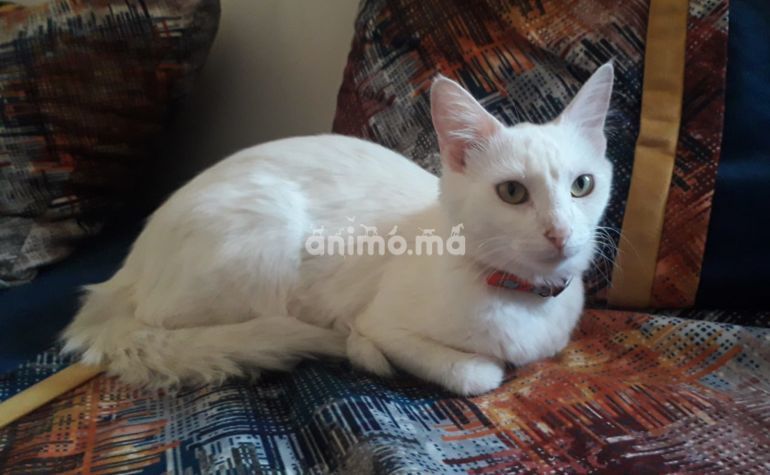 Animo - Chatte à adopter