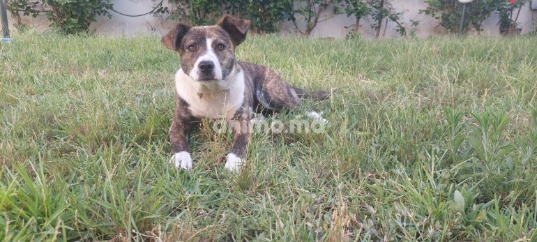 Animo - Chienne pour adoption