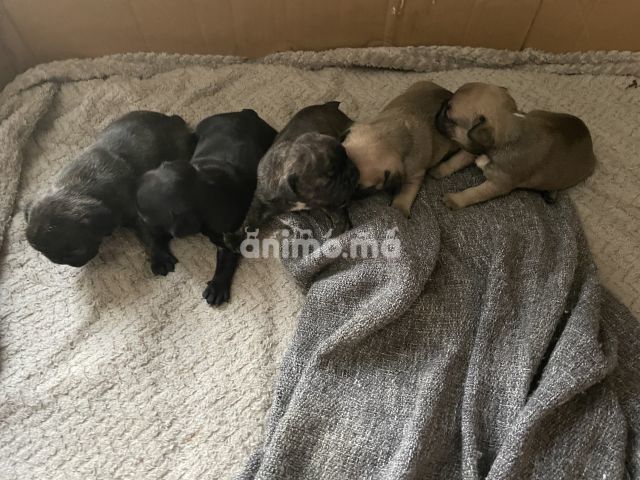 Animo - BOULEDOGUE FRANCAIS