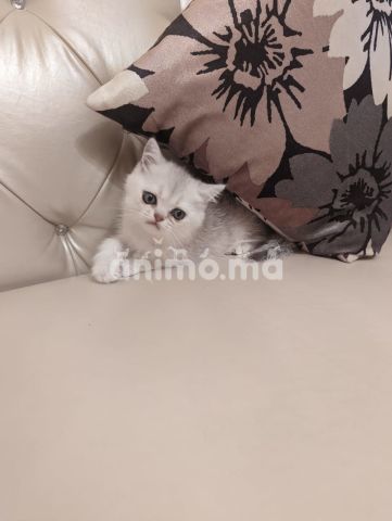 Animo - Chaton British shorthair