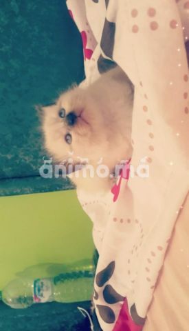 Animo - Chat siamois pure poilu et lisse