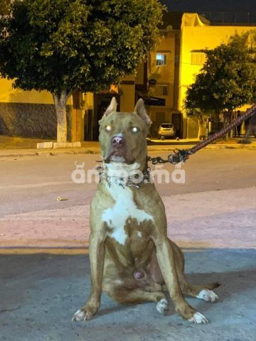 Animo - Pitbul REDNOS