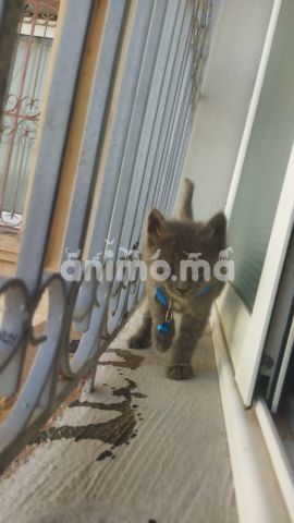 Animo - Chat Nebelung Germaine