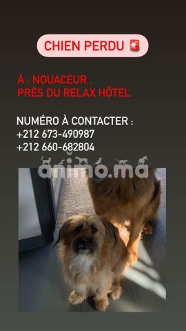 Animo - Chien perdu
