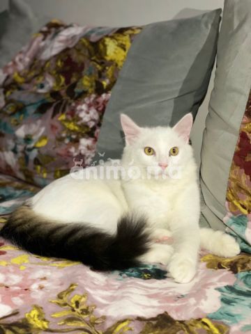 Animo - Chat à donner gratuitement