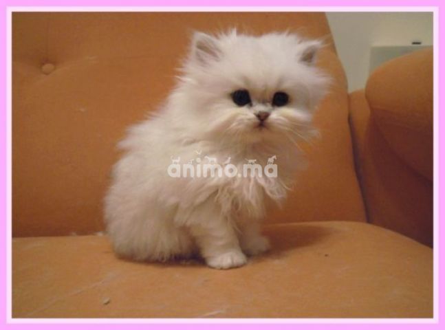 Animo - Persan blanc