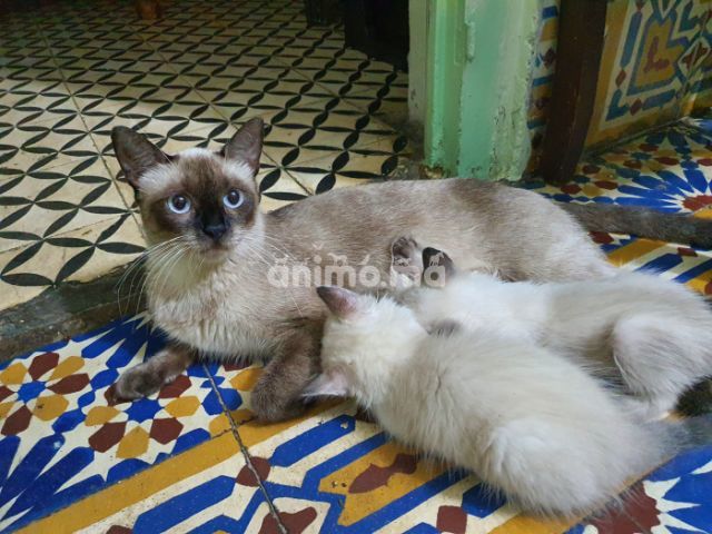 Animo - chat siamois bébé