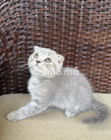 Animo - Chat british et scottish