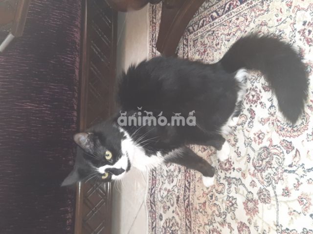 Animo.ma Chat noir et blanc offre vendre Casablanca dans Chats