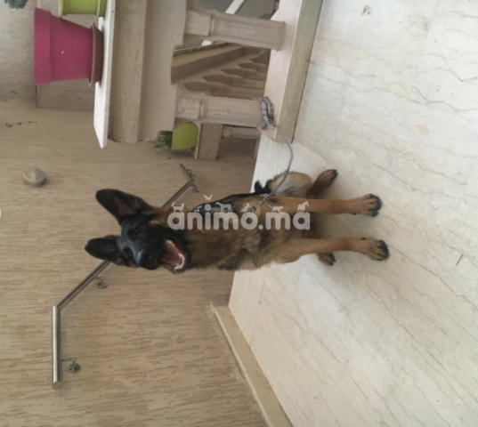 Animo - berger allemand male a vendre de race pure