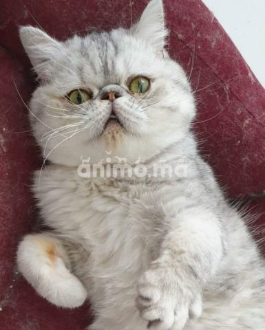 Animo - Mal exotic short hair pedigrée