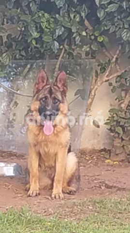 Animo - Vente chienne Berger Allemand avec pedigrée