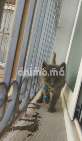 Animo - Chat Du Race Nebelung