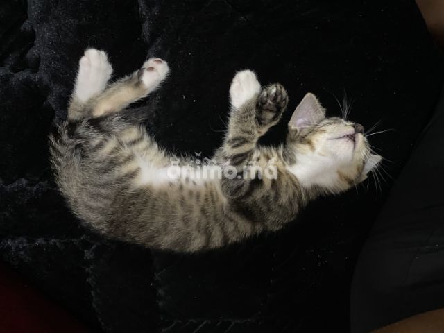 Animo - Je veux faire une adopter mon chat