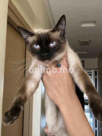 Animo - chat male siamois