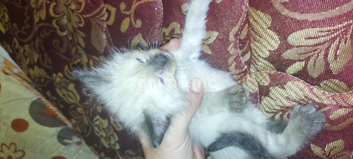 Animo - Chat siamo original