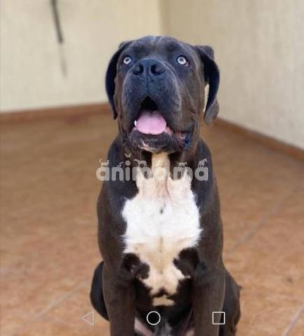 Animo - cane corso bideger