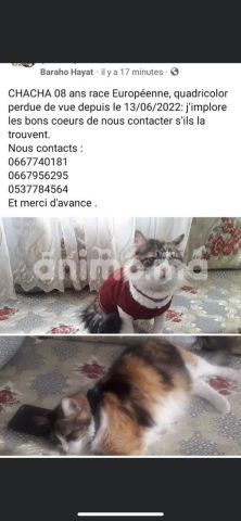 Animo - chat perdu