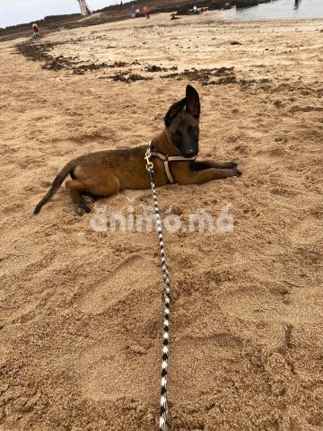 Animo - malinois à vendre