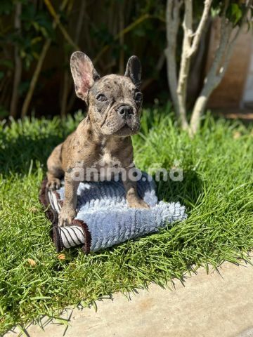 Animo - bouledog français exotique