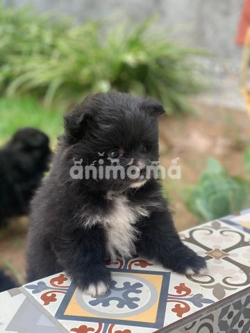 Animo - chiots Spritz Pomeranian 2 mâles et 2 femelles 