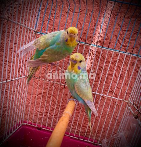 Animo -  ✔️كوپل ⚤ ريمبو كريست 🌈2022.