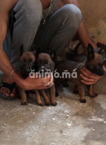 Animo - لي بغا وليدات شاربوني