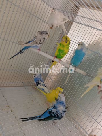 Animo - بياسات الهوجو