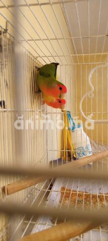 Animo - متاح الزويجا الروز 