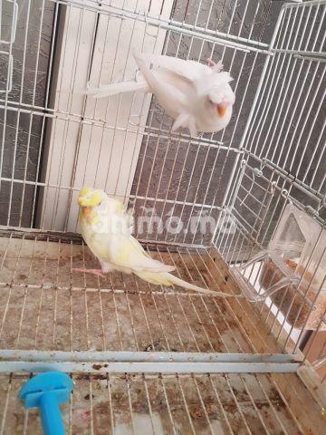 Animo - كوبل هوجو