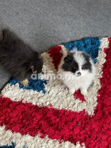 Animo - Spitz nain pomeranian 