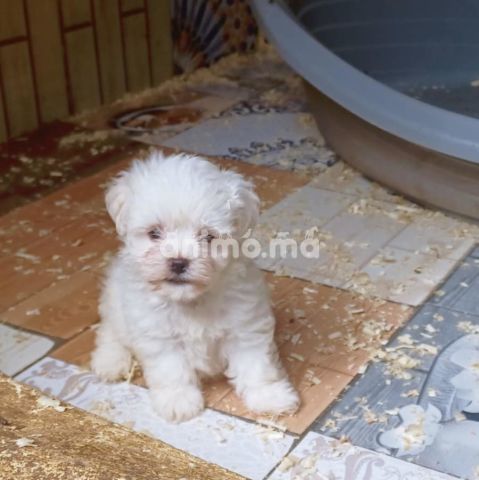 Animo - Bichon maltis nain pure race 