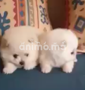 Animo - pomeranian 3 femelle Disponible 