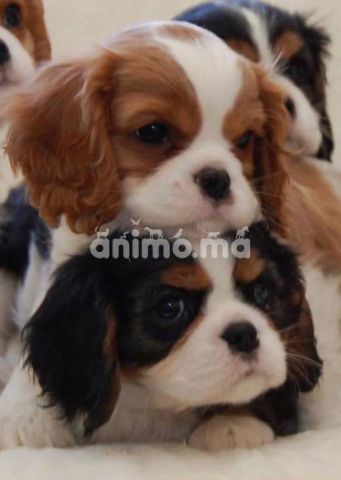 Animo - Cavalier King Charles disponible Vermifuge vacciné 