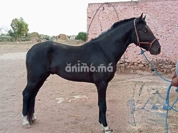 Animo - جدع سنان لحليب