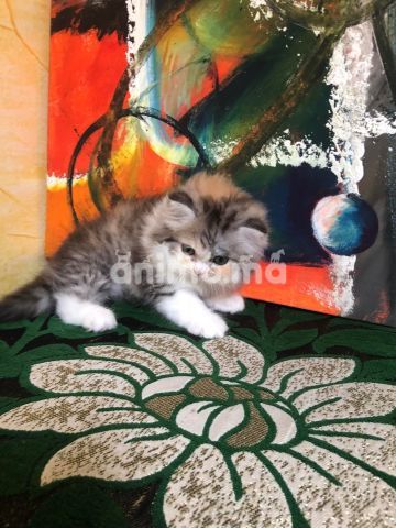 Animo - 2 Femelle disponibles 