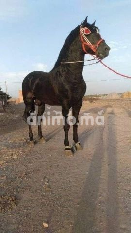 Animo - عود مليح