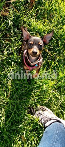 Animo - Pincsher nain petit taille