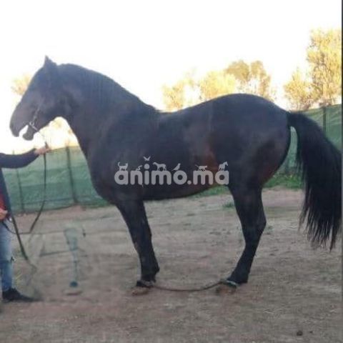 Animo - حصان بركي