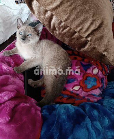 Animo - Adorable Chaton Femelle