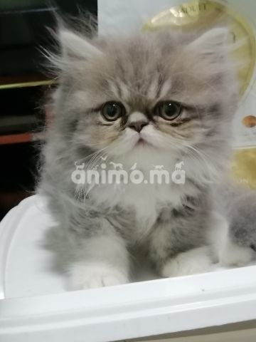 Animo - Femelle persan 