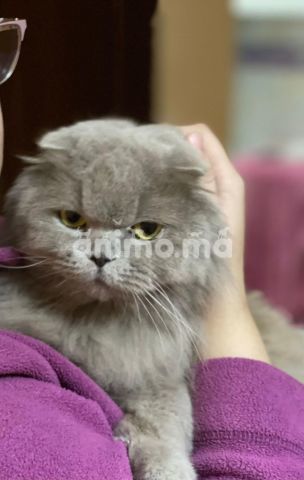 Animo - scottish fold 