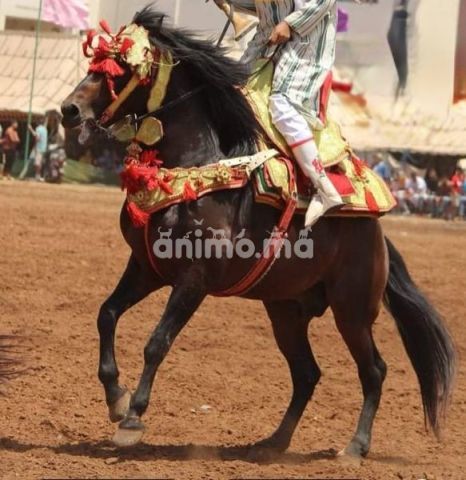 Animo - Cheval de Tbourida à vendre Animo - Cheval de Tbourida à vendre