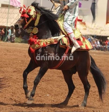 Animo - Cheval de Tbourida à vendre