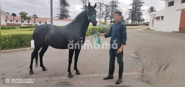 Animo -  kounoz إبنة الفحل عرفة سلالة الفحل 